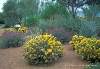 Several Turpentine Bushes (Ericameria laricifolia Aguirre TM) growing  in a desert landscape with other shrubs, succulents and trees.